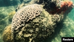FILE - A photo of threatened coral off the southern edge of Florida. (REUTERS/Maria Alejandra Cardona/File Photo)