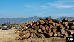 រូបឯកសារ៖ រូប​ដែល​បាន​ថត​នៅ​ថ្ងៃទី៣០ ខែធ្នូ ឆ្នាំ២០១០ នេះ បង្ហាញពី​ឈើម៉ៃសាក់ នៅជិតក្រុង Thazi នៅ​ភាគ​កណ្តាល​ប្រទេស​មីយ៉ាន់ម៉ា។