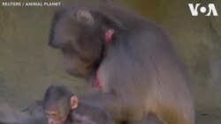 Opération cardiaque pour trois singes du zoo de New York