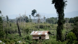 ຊົນເຜົ່າພື້ນເມືອງ ອໍຣັງ ຣິມບາ ຂອງອິນໂດເນເຊຍ ຄົ້ນພົບພັນທະມິດ ໃນການດິ້ນຮົນ ເພື່ອຄວາມຢູ່ລອດ