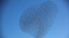 FILE - A flock of starlings fly over an agricultural field near the southern Israeli city of Netivot, Feb. 12, 2014. 