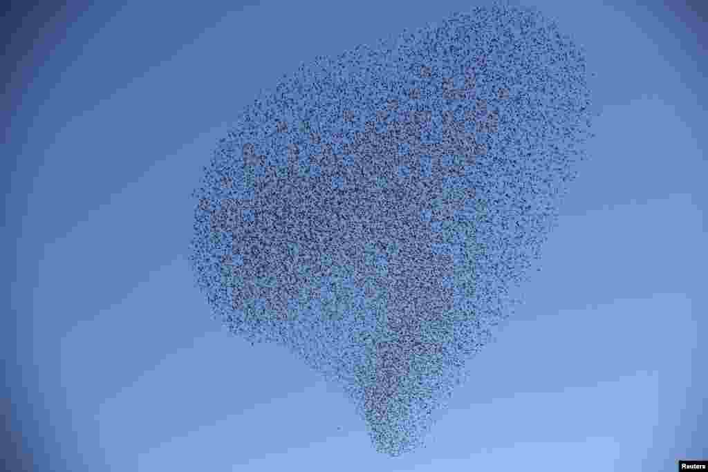 FILE - A flock of starlings fly over an agricultural field near the southern Israeli city of Netivot, Feb. 12, 2014.