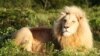 A male white lion resident on Pumba game park in South Africa’s Eastern Cape region