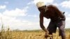 A farmer gathers arid corn crops on his farm in Kwale, Kenya (File Photo).