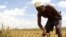 A farmer gathers arid corn crops on his farm in Kwale, Kenya (File Photo).