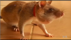 አይጥ ለሰው ጤና አገልጋይ ሆኖ ተገኘ