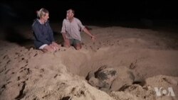 每年大约一百名野生动物保护者殉职