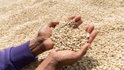 ክብረወሰን ስለሰበረው የኢትዮጵያዊያን የቡና ጣዕም ውድድር