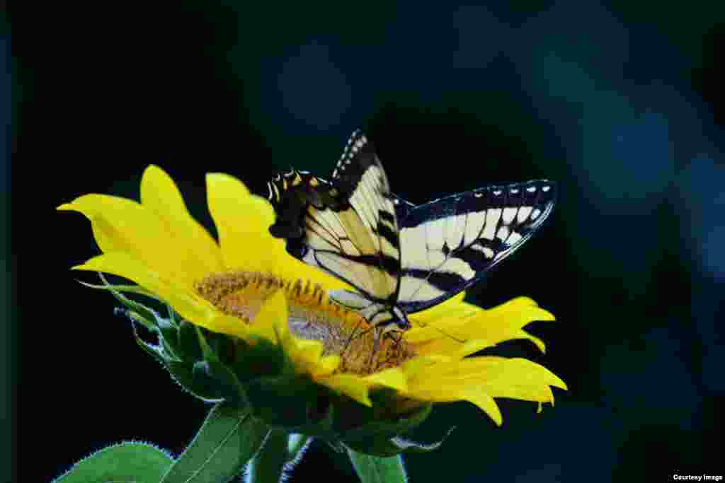 Seekor kupu-kupu hinggap di bunga matahari di Virginia (foto:&nbsp;Diaa Bekheet/VOA).