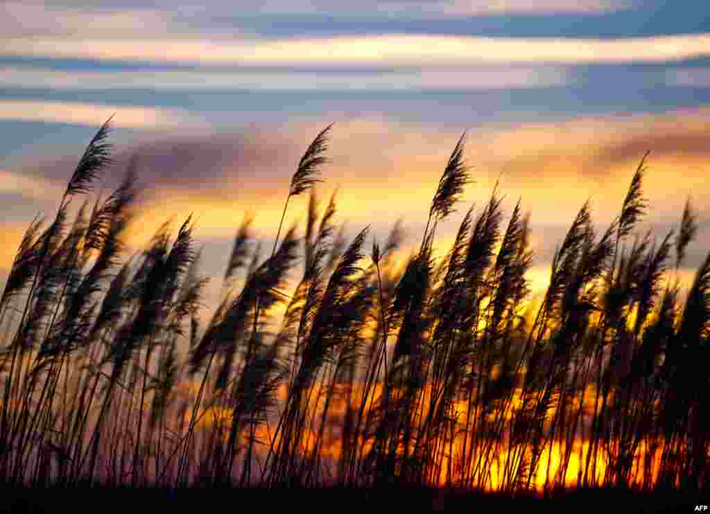 Matahari terbenam terlihat di antara padang alang-alang di Briesen, Jerman Timur.
