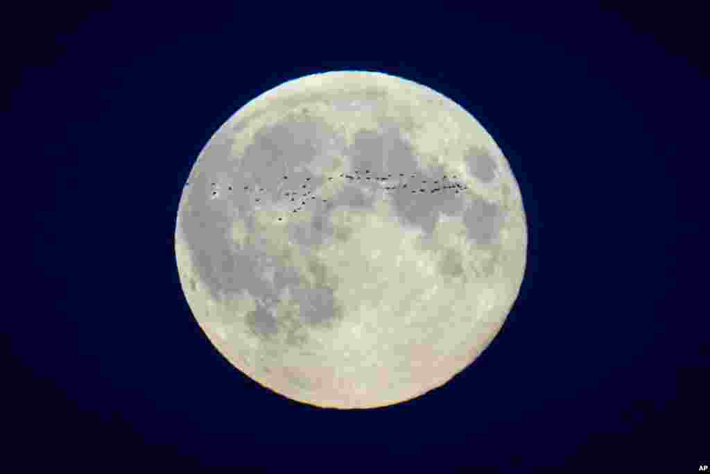 In this file photo, a flock of birds fly in front of the full moon over the city center in Tallinn, Estonia, Oct. 17, 2024. (AP Photo/Sergei Grits, File)