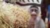 Un bébé Mandrill nouveau-né joue aux côtés de sa mère le 17 août 2017 au parc zoologique d'Amnéville, dans l'est de la France. / AFP PHOTO / JEAN-CHRISTOPHE VERHAEGEN