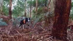 Conservation Detection Dogs Sniff out Threatened Species