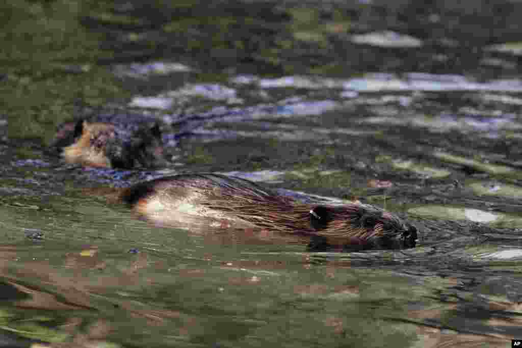 In this Sept. 12, 2014, file photo, two young and tagged beaver siblings swim in a water hole near Ellensburg, Wash. (AP Photo/Manuel Valdes, File)