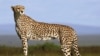 FILE - A cheetah is seen on the plains of the Masai Mara game reserve in Kenya.