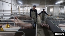 中国广西的一个养猪场的工人正在把小猪赶出猪栏。（2018年3月21日）