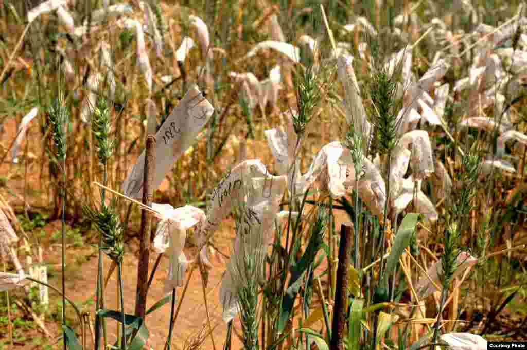 Various treatments are tested on diseased wheat plants.&nbsp;(Tel Aviv University Botanical Garden)