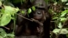 The endangered bonobo is the only primate, other than humans, that engages in sex for reasons other than procreation.(Courtesy "The Bonobo Connection") 