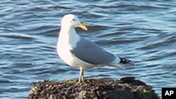 Life, Live စကားလုံး အီဒီယံအသုံးအနှုန်းများ