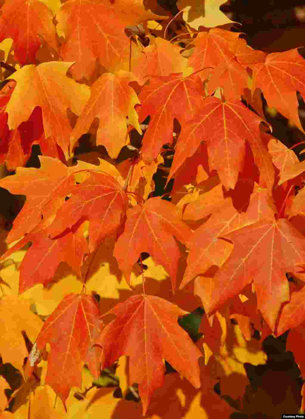 Awal musim dingin membawa warna-warna merah dan oranye pada pohon maple di Gateway Arch, St. Louis, Missouri, AS. (Amy Zanne)