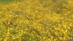 Akkaataa Ayyaaneffannaa Masqalaa, Godina Matakkaltti