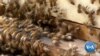 Honey Prices Soar as Bees Die