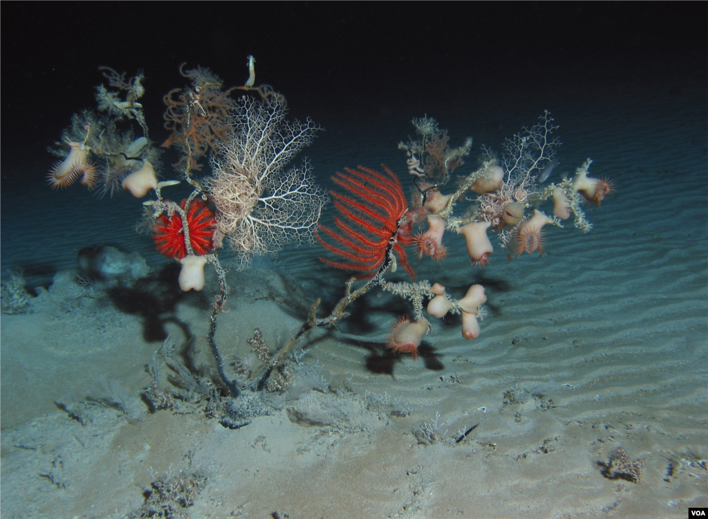 On the sea floor, scientists collect specimens ranging from a shrimp species that vomits light, to a glow-in-the-dark anemone. Credit: Sonke Johnsen