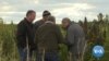 American Farmers Embrace Hemp after Legalization