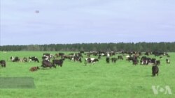 美国农民使用高科技监控牛群