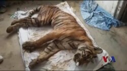 大战鳄鱼出名的印度母虎去世