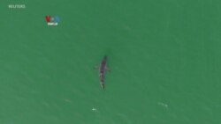 Waspadai Hiu di Pantai-Pantai AS, California Kerahkan Drone