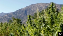 بنگ یا شاهدانه در افغانستان به نام بتهٔ چرس یاد می‌شود