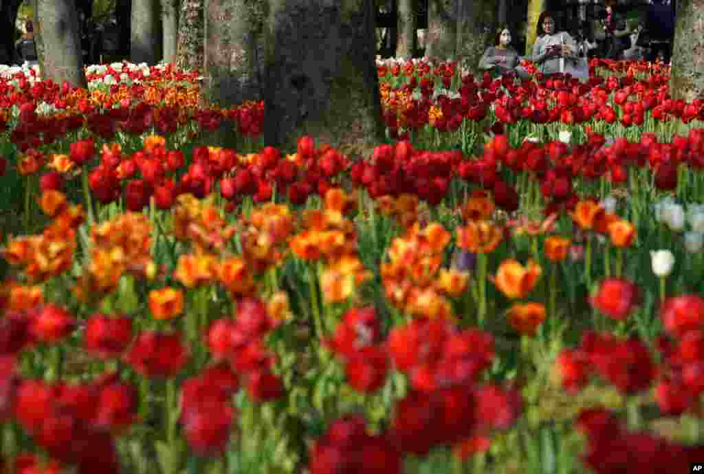 Visitors enjoy the blooming tulips at Hibiya park in Tokyo, Japan.