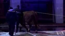 一头从教堂跑出来的牛上了费城高速路