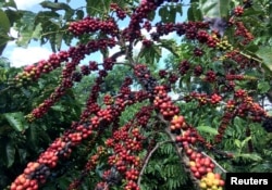 FILE - The robusta coffee fruits are seen in Sao Gabriel da Palha, Espirito Santo state, Brazil May 2, 2018. Picture taken May 2, 2018. (REUTERS/Jose Roberto Gomes/File Photo)