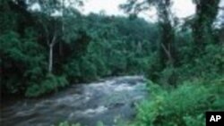 Forêt tropicale au Gabon