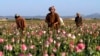 FILE - In this April 11, 2016 file photo, farmers harvest raw opium at a poppy field in the Zhari district of Kandahar province, Afghanistan.