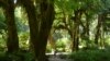 An old-growth rainforest thrives under snow-capped mountains in Olympic National Park.