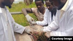 Ogeessonni kaan fi Dr. Firaa'ool horii pilaastika nyaattee dhukkubsataa turteef yaalii yeroo godhan 