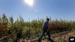 File - Congress moved one step closer to ending a politically unpopular $5 billion subsidy that pays farmers regardless of need. 