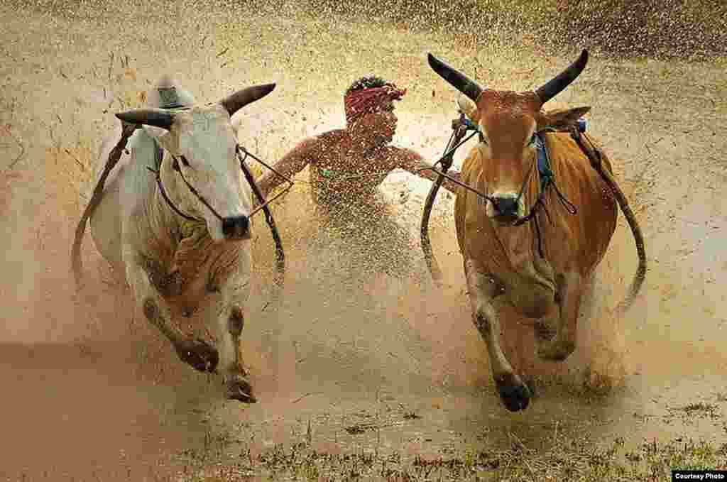 Lomba &#39;Pacu Jawi&#39; berlangsung di sawah setelah musim panen. Kiriman: Dadan Ramdani (2212160).&nbsp;