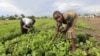 Displaced children pick vegetables from a garden near an Internally Displaced Peoples (IDP) camp in Kiwanja township in the rebel controlled territory in the eastern Democratic Republic of Congo, October 24, 2012. 