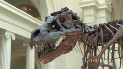 World’s Most Popular Dinosaur on the Move at Chicago’s Field Museum