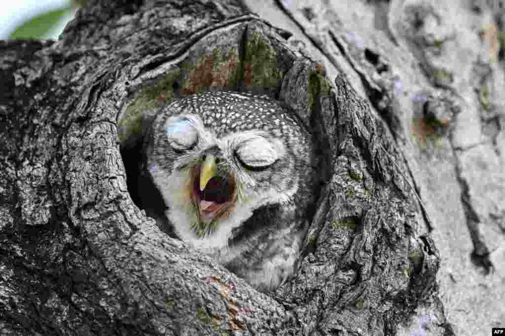 A spotted owlet yawns in a public park in Bangkok, Thailand.