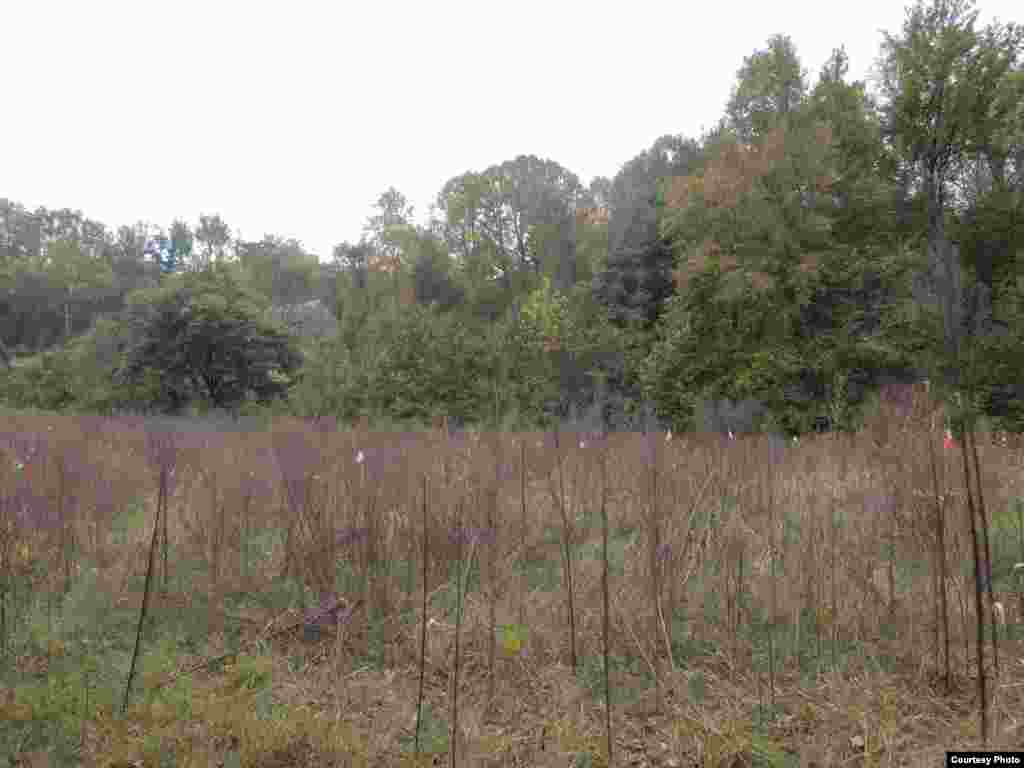Fields are flagged to indicate which species go into which hole. The markers also helped prevent trees from being mowed over. (SERC)