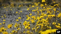Beautiful brittlebush flowers(Encelia farinosa) in Joshua Tree National Park, California