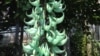 The exotic and rare Jade Vine flower is native to the Philippines, but recently bloomed for the second time in 20 years at the U.S. Botanic Garden in Washington. (J. Taboh/VOA)