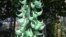 The exotic and rare Jade Vine flower is native to the Philippines, but recently bloomed for the second time in 20 years at the U.S. Botanic Garden in Washington. (J. Taboh/VOA)