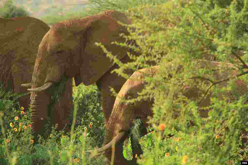 Elephants - some of the many &quot;obstacles&quot; faced by competitors at the Rhino Charge held in Il Ngwesi, Laikipia, Kenya, June 2, 2012. (VOA/Jill Craig)