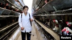 북한 황해북도 사리원의 양계장에서 한 여성이 조류 독감 예방을 위한 살균제를 살포하고 있다. (자료사진)